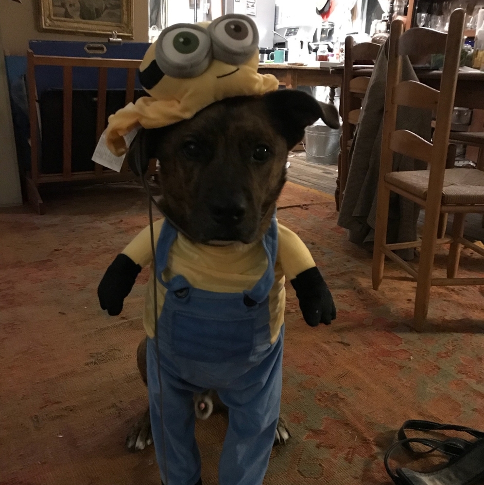 Minions Dog Costume